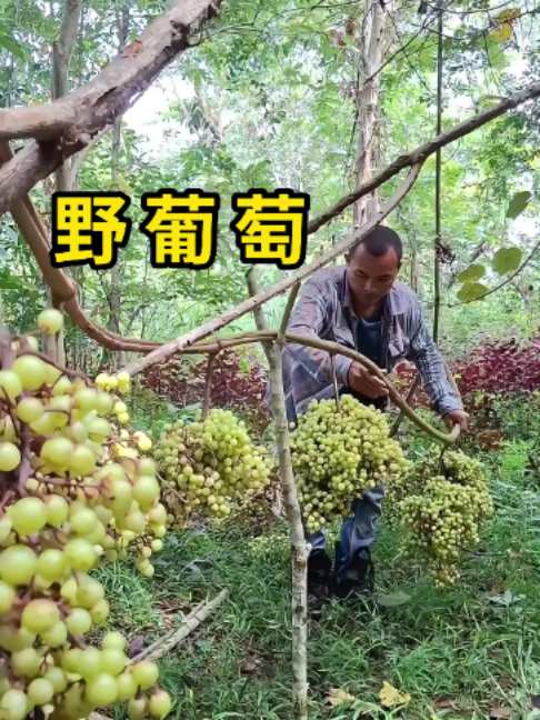 “野葡萄”，酸味极重，却可以凉拌吃！#科普 縮圖