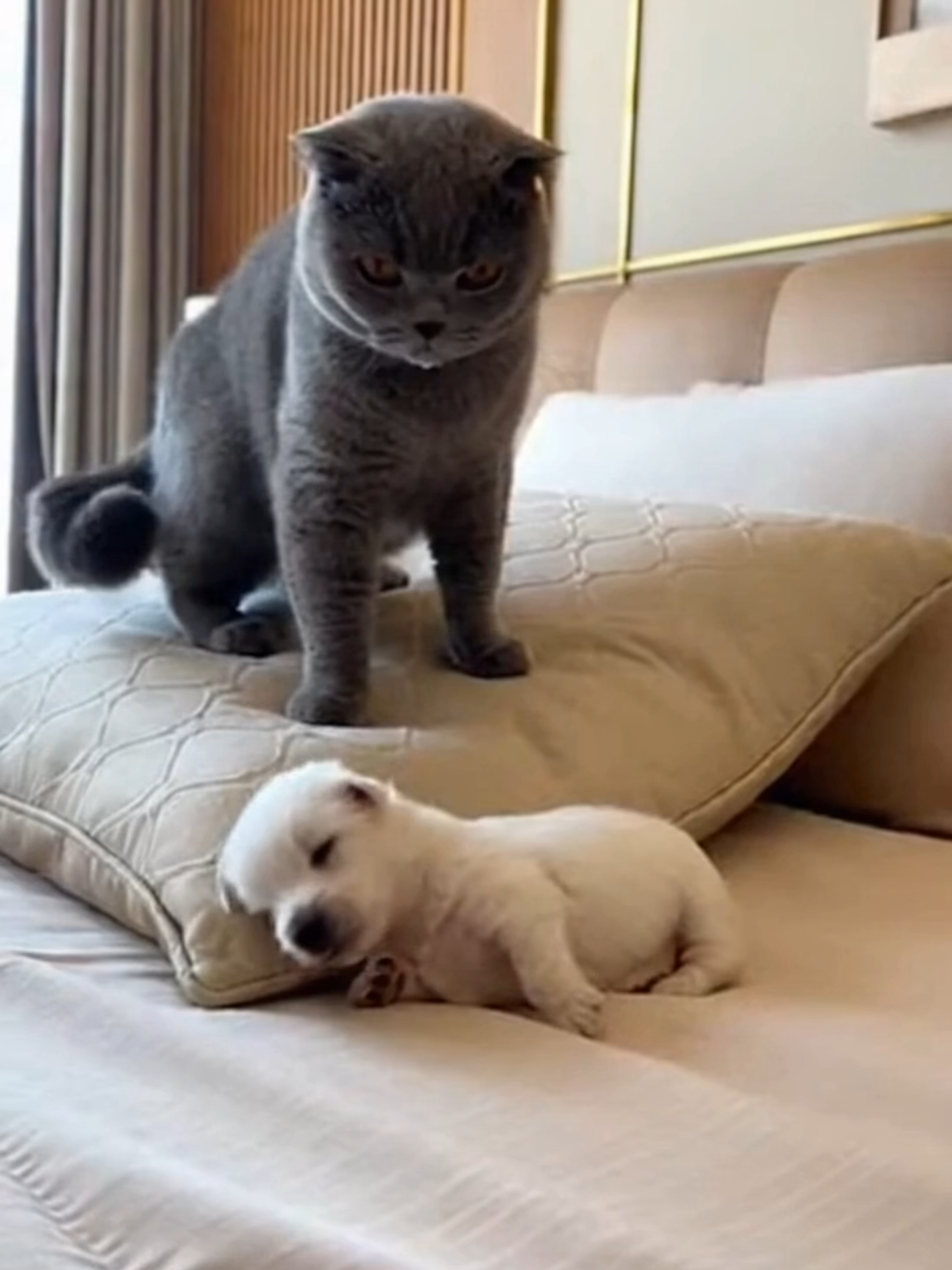 Scottish Fold Bullies a Tiny English White Terrier Puppy Until Giant Mom Walks In 縮圖