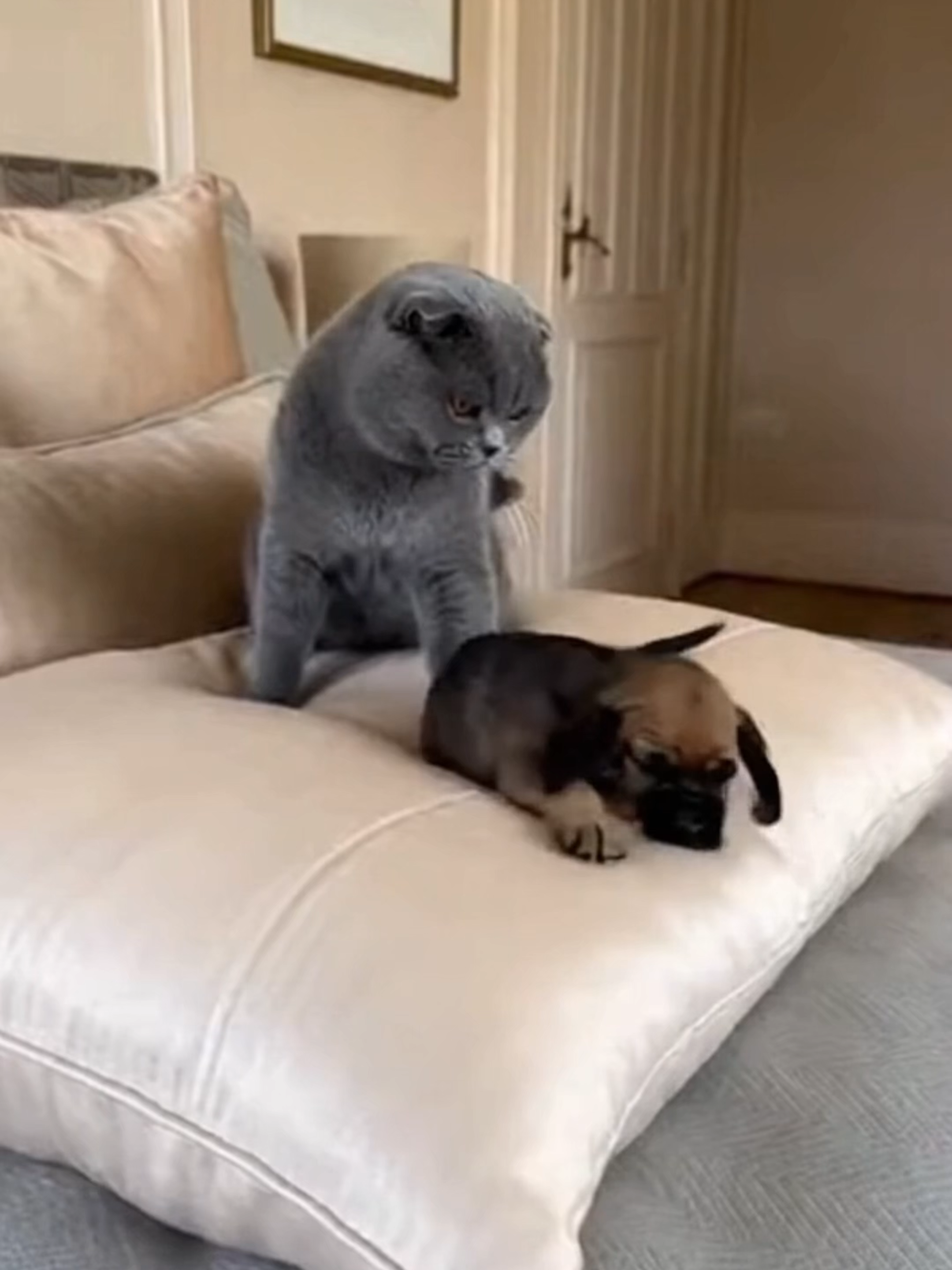 Scottish Fold Bullies a Tiny Barak Puppy Until Giant Mom Walks In 縮圖