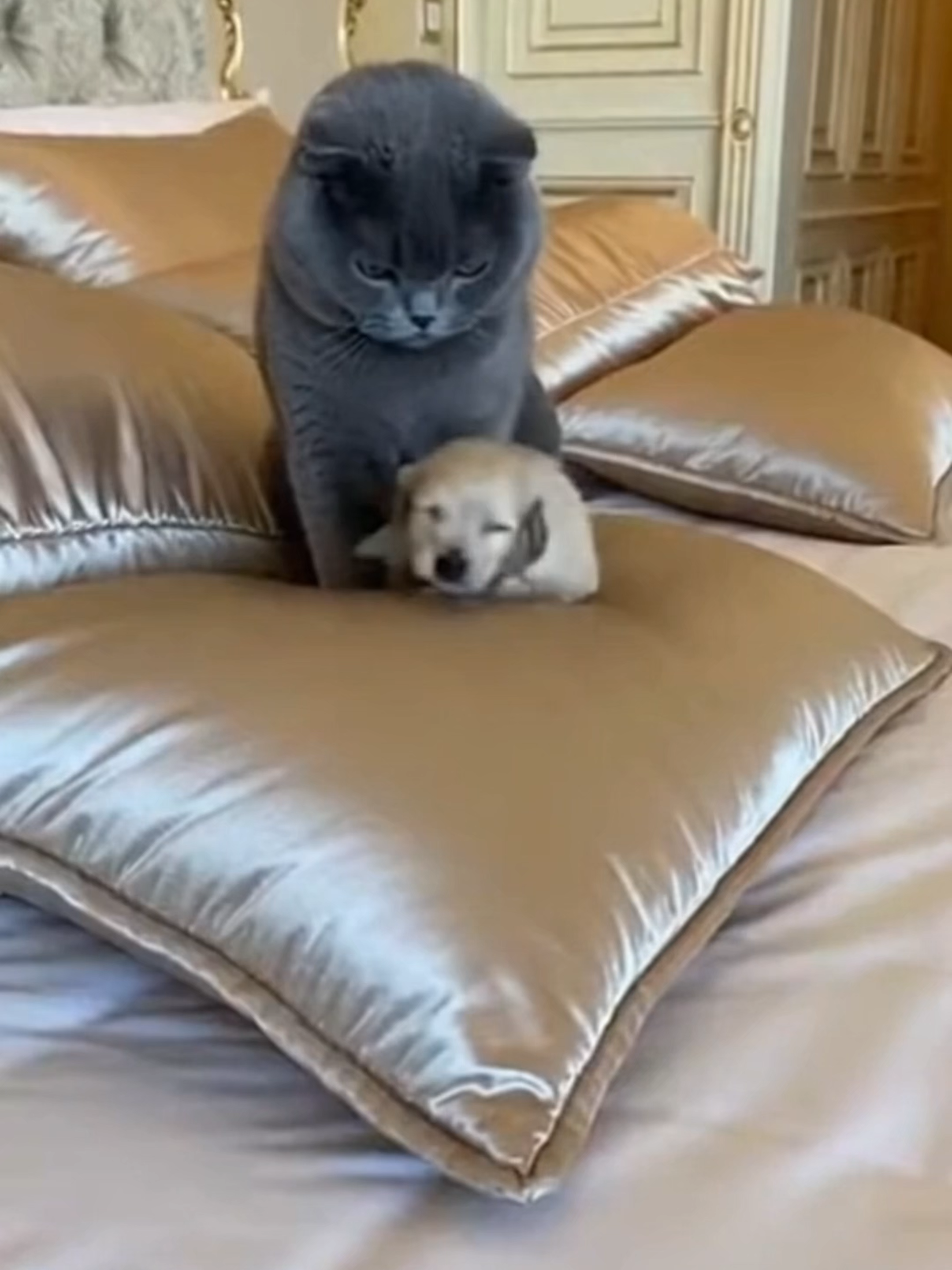 Scottish Fold Bullies a Tiny Saluki Puppy Until Giant Mom Walks In 縮圖