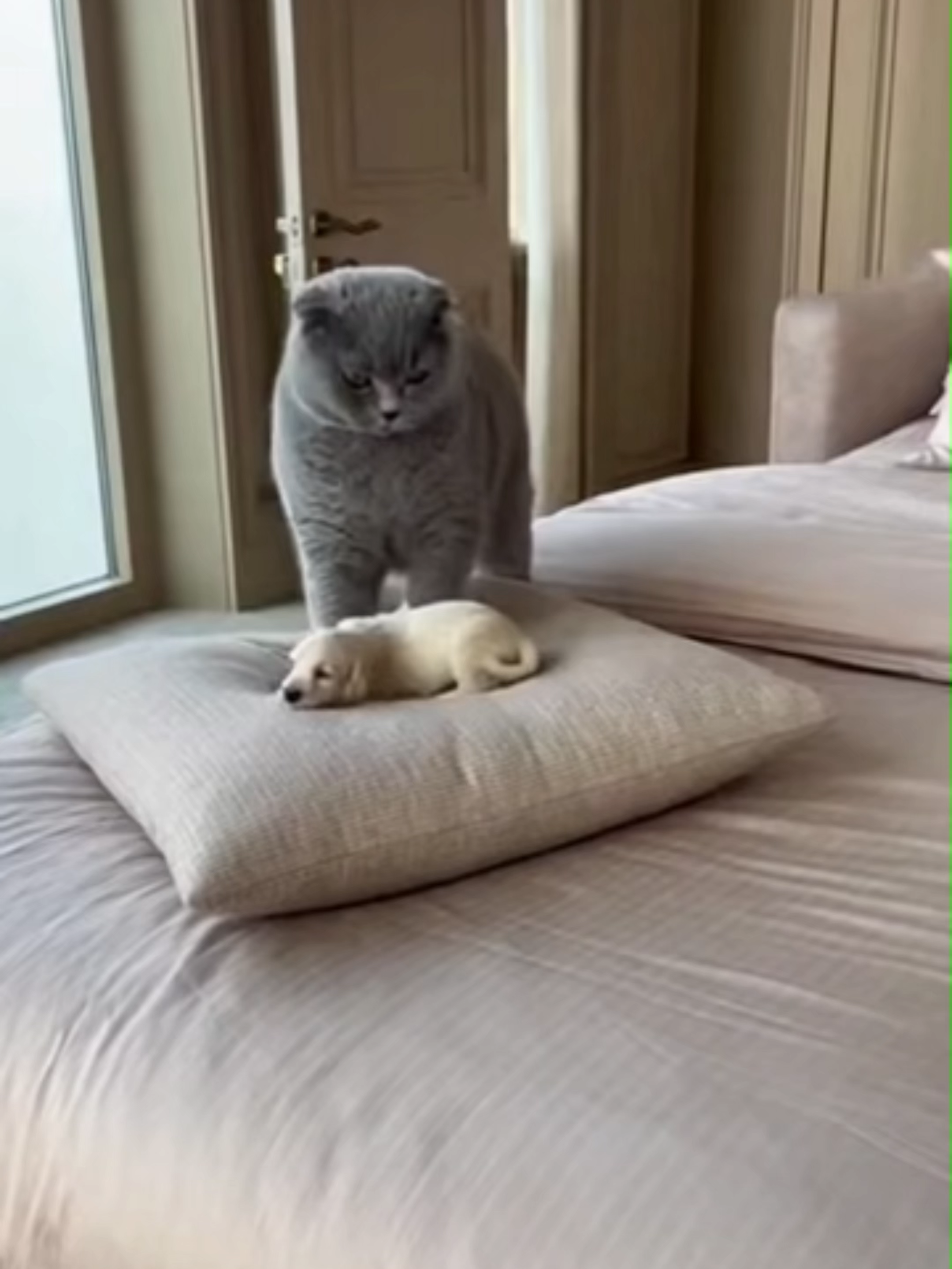 Scottish Fold Bullies a Tiny Saluki Puppy Until Giant Mom Walks In 縮圖