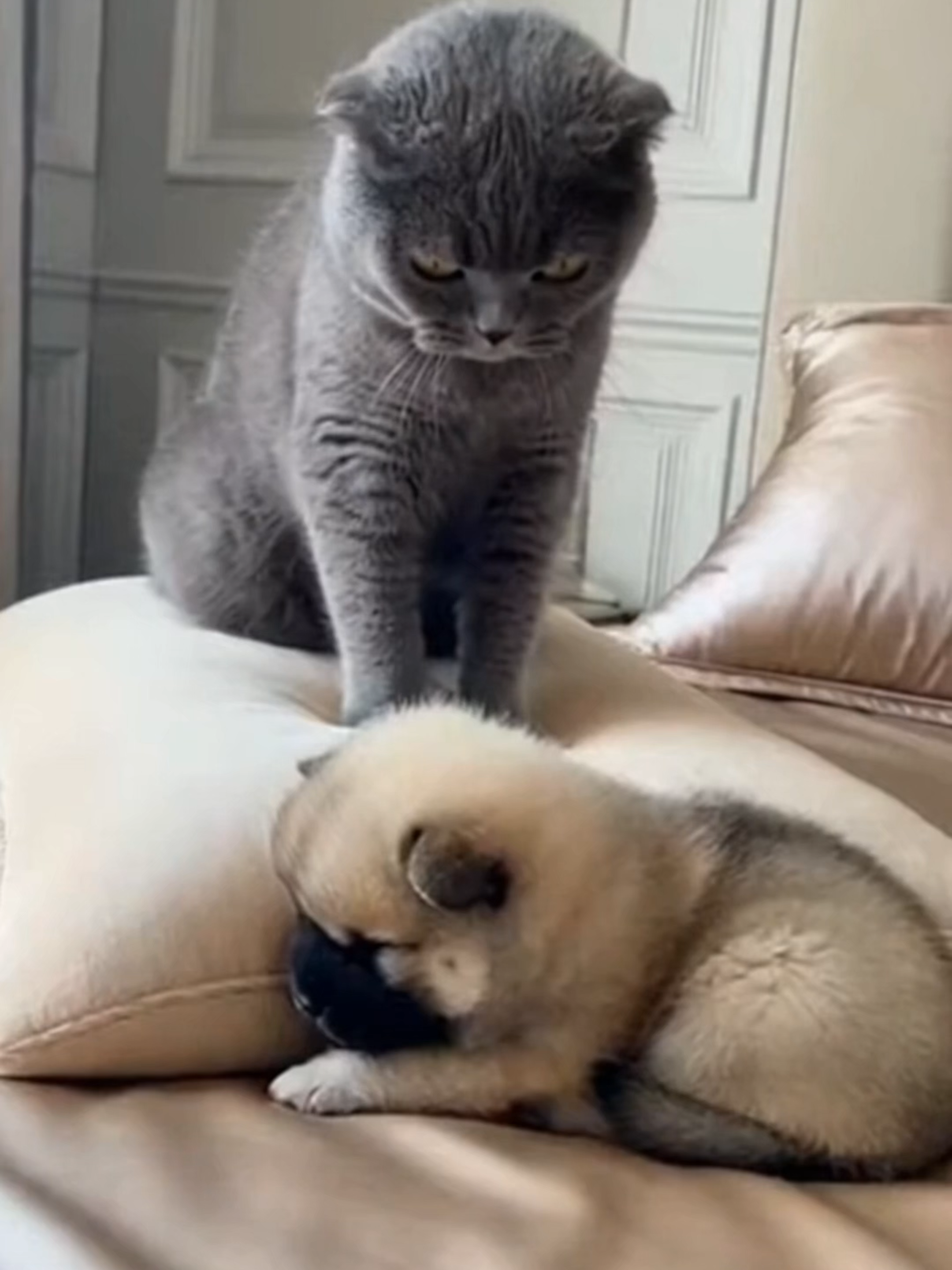 Scottish Fold Bullies a Tiny Russo-European Laika Puppy Until Giant Mom Walks In 縮圖