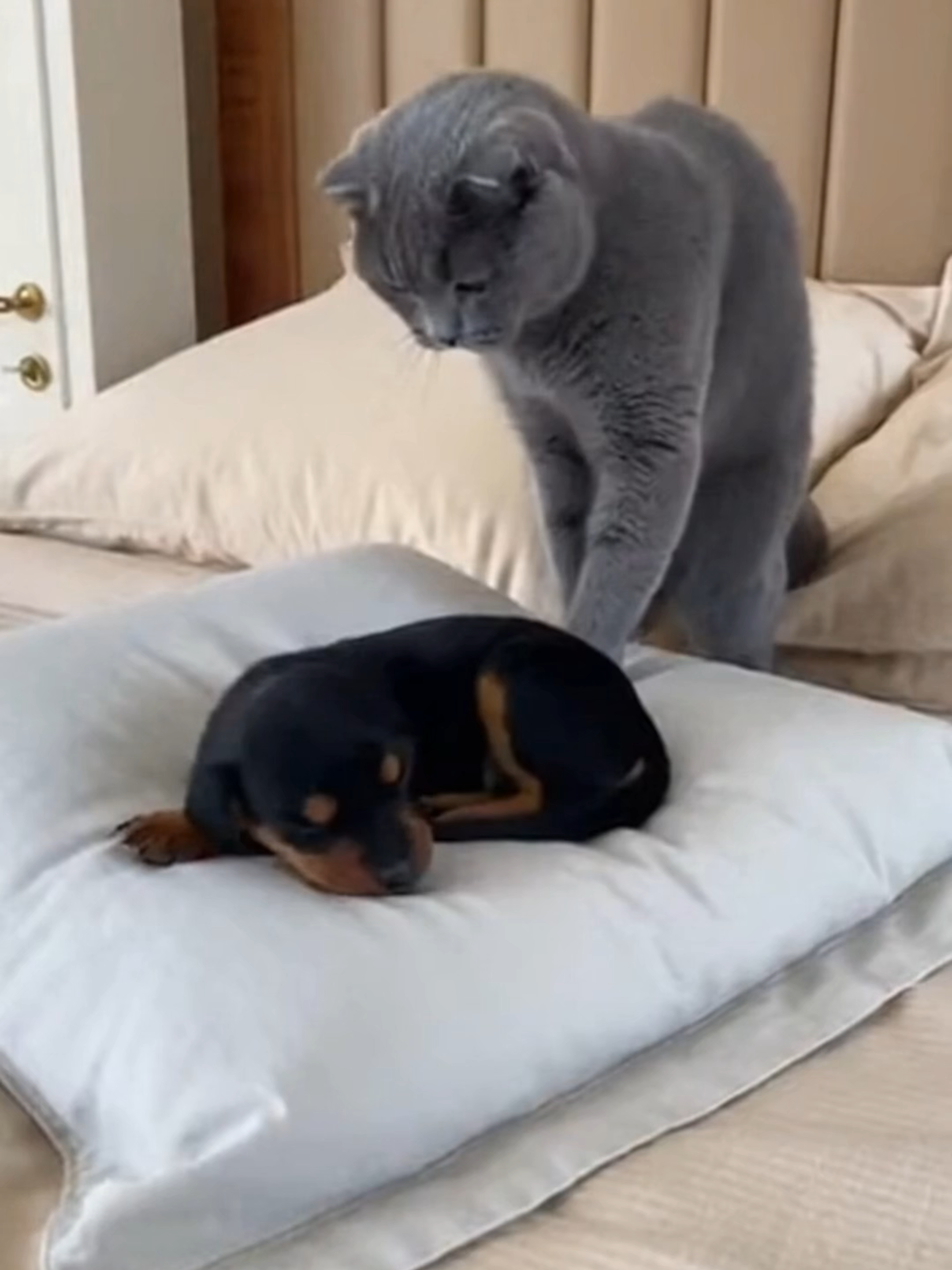 Scottish Fold Bullies a Tiny Slovensky Kopov Puppy Until Giant Mom Walks In 縮圖