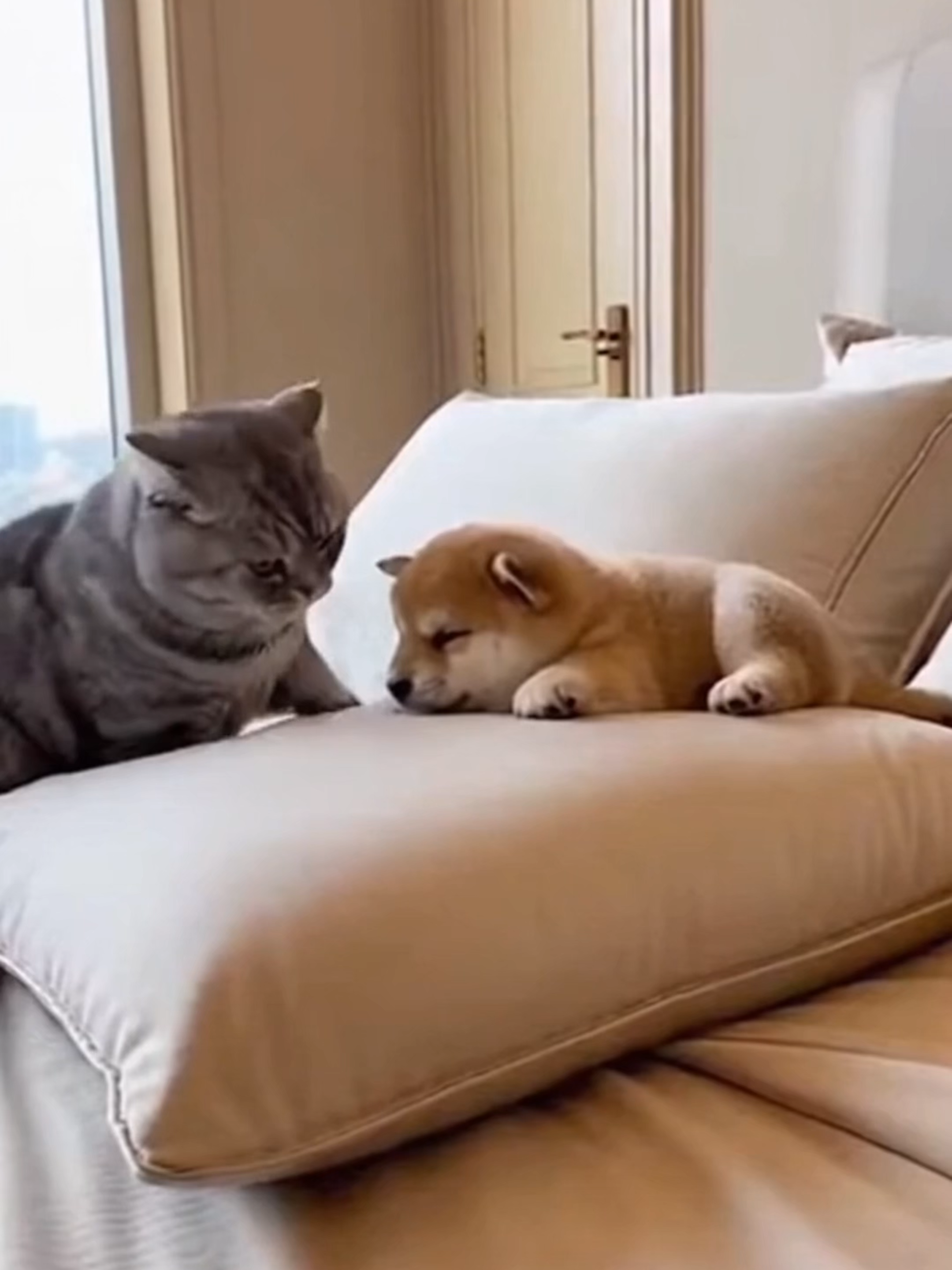Scottish Fold Bullies a Tiny Japanese Spitz Puppy Until Giant Mom Walks In 縮圖