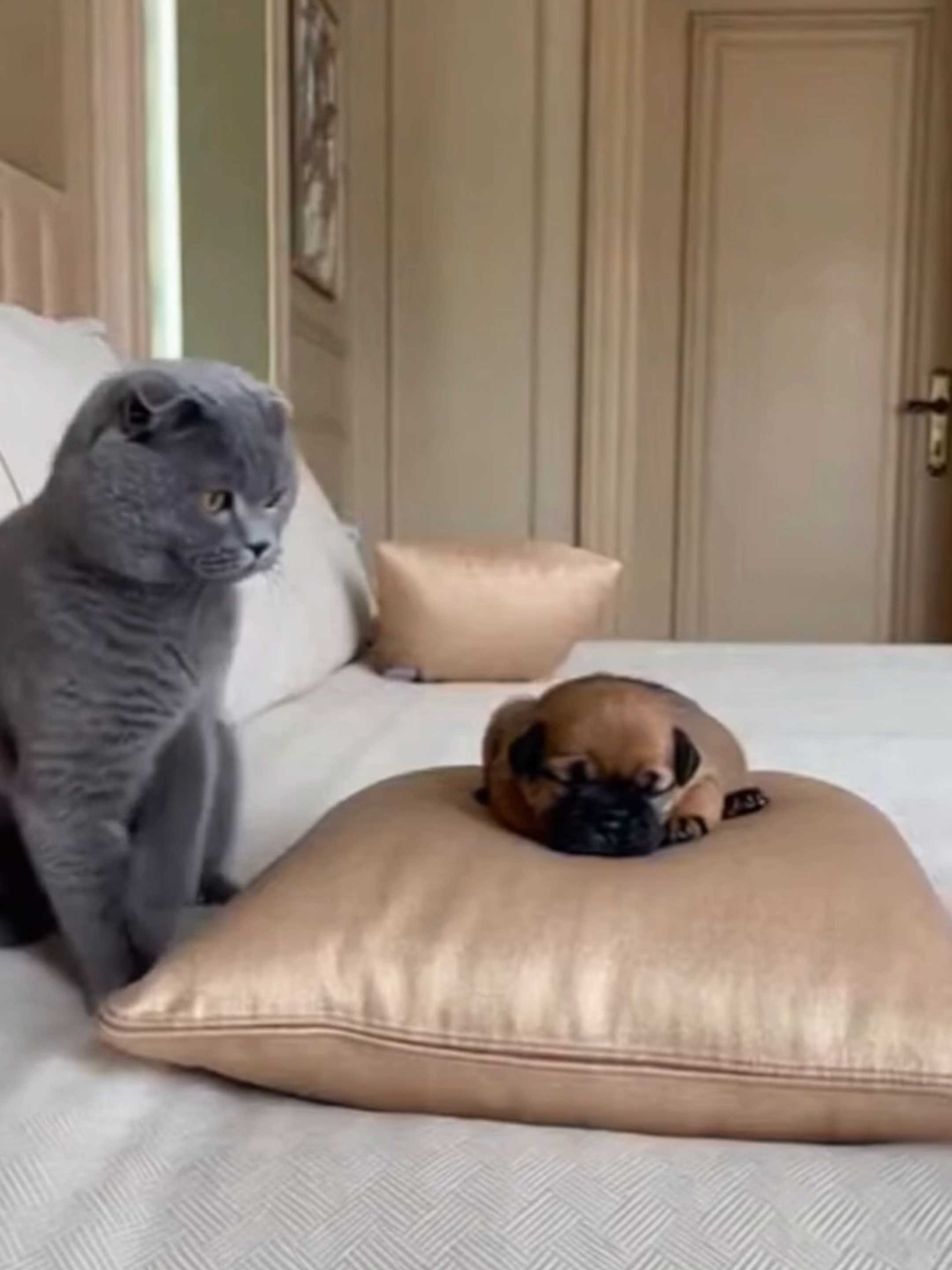 Scottish Fold Bullies a Tiny Black Mouth Cur Puppy Until Giant Mom Walks In 縮圖