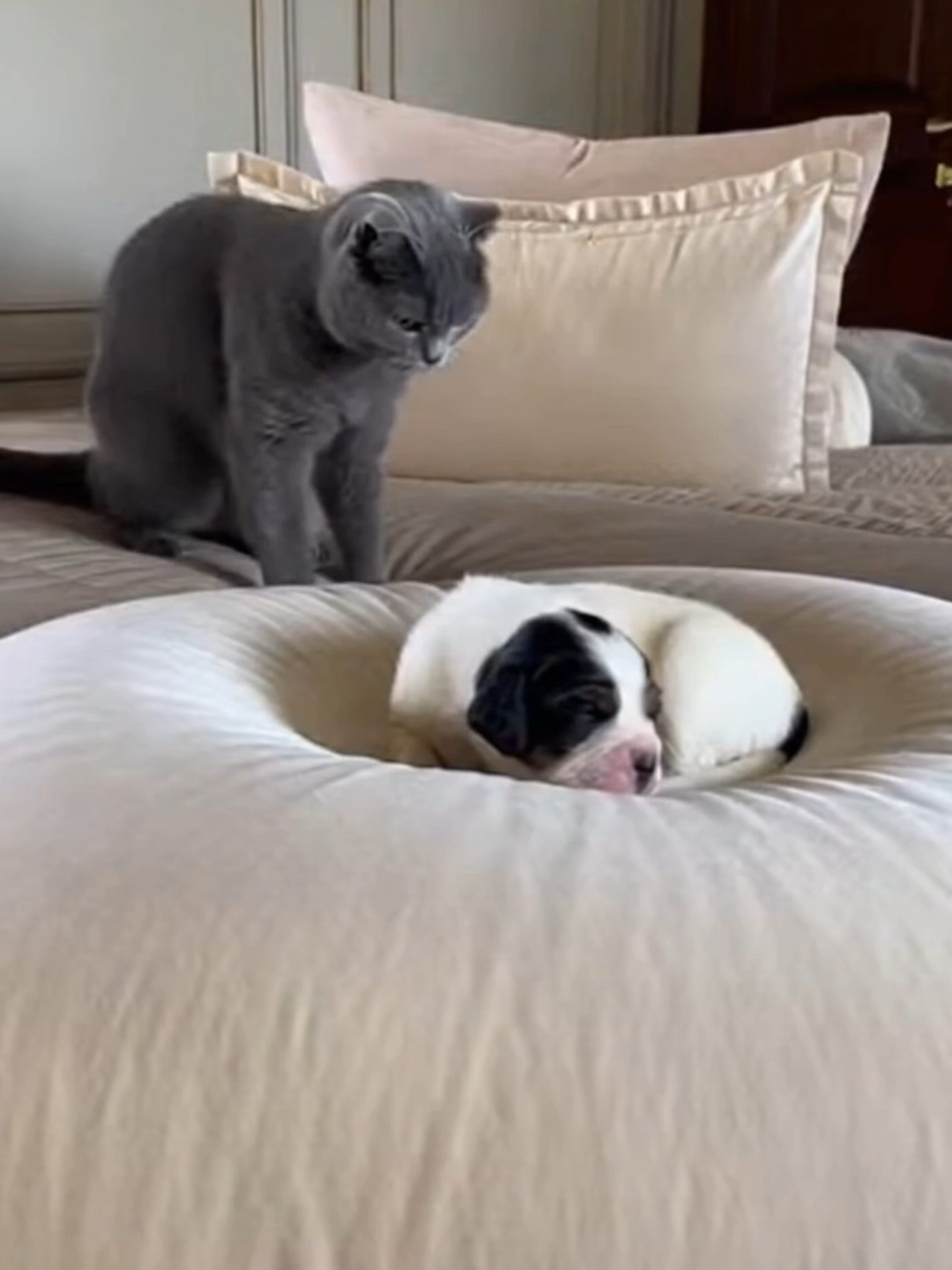 Scottish Fold Bullies a Tiny French White and Black Hound Puppy Until Giant Mom Walks In 縮圖