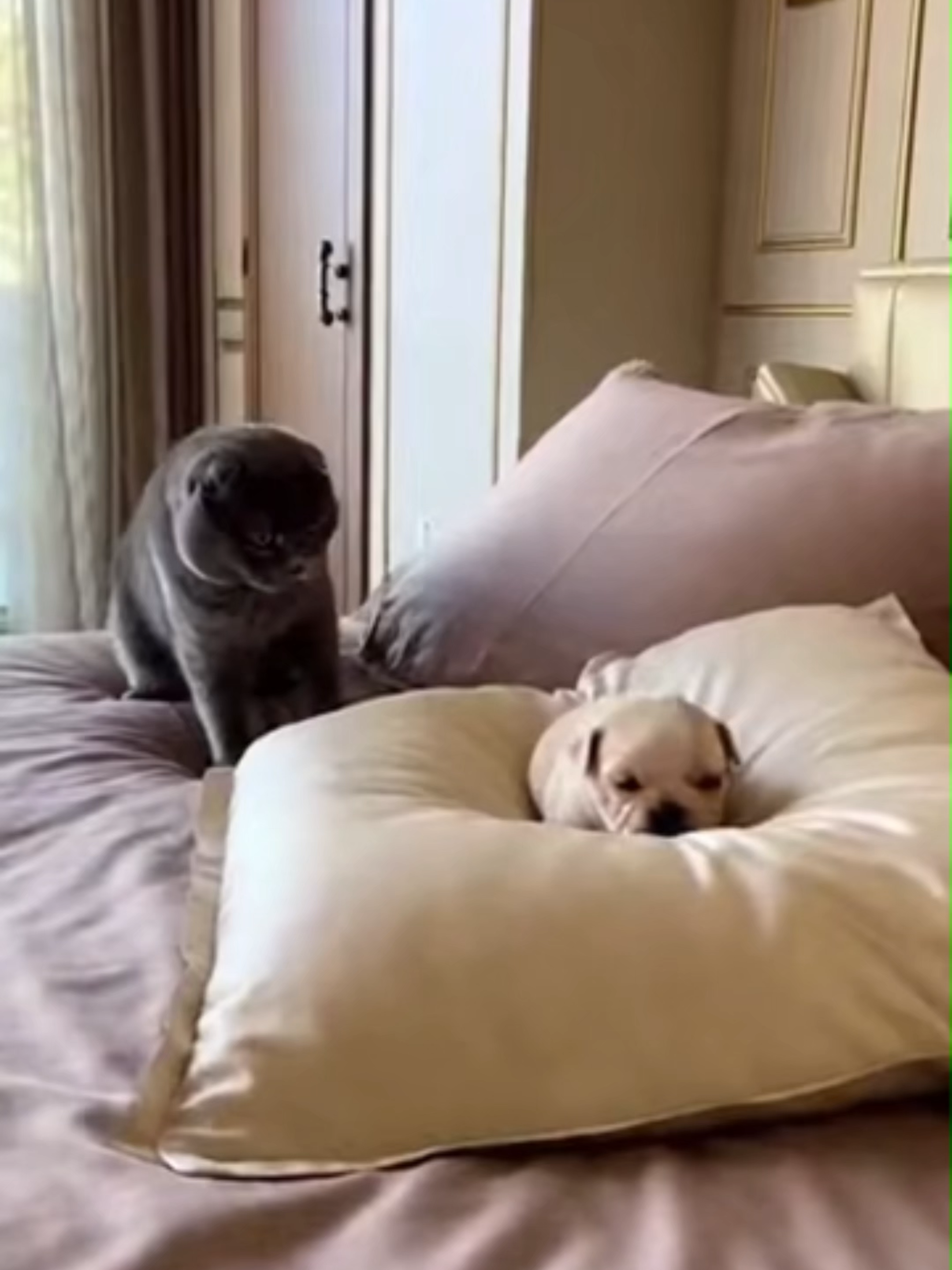 Scottish Fold Bullies a Tiny Dogo Sardesco Puppy Until Giant Mom Walks In 縮圖