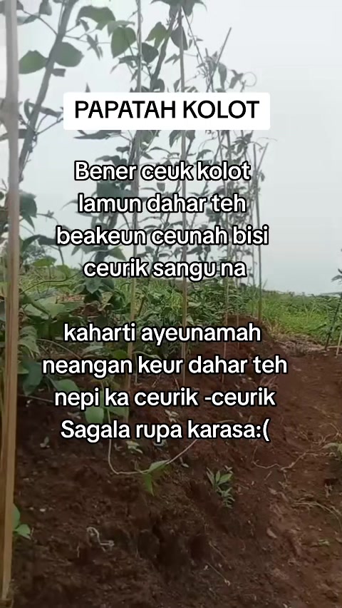 ieu mah ceuk kolot baheula.#fyp 縮圖